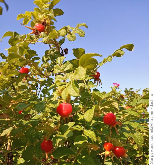 Шиповник Северо-Запада