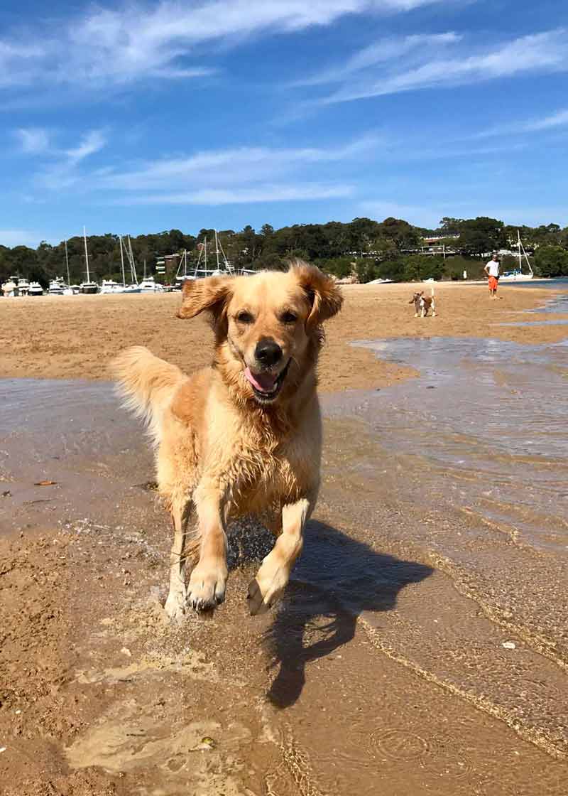 This is what a doggy smile looks like - Dozer the golden retriever running on the beach at Bayview
